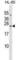 RAB20, Member RAS Oncogene Family antibody, abx029643, Abbexa, Western Blot image 
