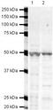 Arrestin Beta 1 antibody, PA5-19582, Invitrogen Antibodies, Western Blot image 