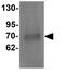 ATPase Family AAA Domain Containing 3A antibody, GTX31444, GeneTex, Western Blot image 