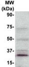 CD9 Molecule antibody, TA354457, Origene, Western Blot image 