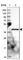 GIPC PDZ Domain Containing Family Member 1 antibody, HPA043958, Atlas Antibodies, Western Blot image 