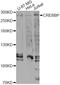 CREB Binding Protein antibody, A1334, ABclonal Technology, Western Blot image 