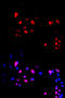 Protein max antibody, MBS125025, MyBioSource, Immunofluorescence image 