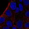 ST3 Beta-Galactoside Alpha-2,3-Sialyltransferase 5 antibody, NBP2-56522, Novus Biologicals, Immunofluorescence image 