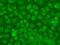 TARBP2 Subunit Of RISC Loading Complex antibody, GTX65830, GeneTex, Immunofluorescence image 