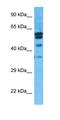 PR/SET Domain 12 antibody, orb324466, Biorbyt, Western Blot image 