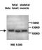 Actin Related Protein 1A antibody, orb77006, Biorbyt, Western Blot image 