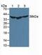 DnaJ Heat Shock Protein Family (Hsp40) Member B1 antibody, MBS2025919, MyBioSource, Western Blot image 