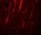 NLR Family Pyrin Domain Containing 12 antibody, A02124, Boster Biological Technology, Immunofluorescence image 