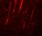NLR Family Pyrin Domain Containing 12 antibody, A02124, Boster Biological Technology, Immunofluorescence image 