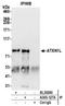 Ataxin 1 Like antibody, A305-127A, Bethyl Labs, Immunoprecipitation image 