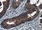 Amphiregulin antibody, NBP2-15379, Novus Biologicals, Immunohistochemistry paraffin image 