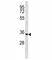 Cyclin D2 antibody, F52196-0.4ML, NSJ Bioreagents, Western Blot image 