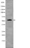 Interferon Regulatory Factor 7 antibody, abx216310, Abbexa, Western Blot image 