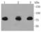 RDX antibody, A01926, Boster Biological Technology, Western Blot image 