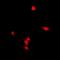 Zinc Finger Protein 397 antibody, orb318947, Biorbyt, Immunofluorescence image 