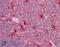 Homeobox protein Hox-B9 antibody, 42-797, ProSci, Western Blot image 
