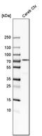 IGSF8 antibody, PA5-52875, Invitrogen Antibodies, Western Blot image 