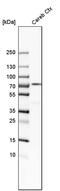 CD316 antibody, PA5-52875, Invitrogen Antibodies, Western Blot image 