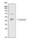 Pro-interleukin-16 antibody, LS-C344088, Lifespan Biosciences, Western Blot image 