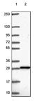 Deoxyguanosine kinase, mitochondrial antibody, HPA057246, Atlas Antibodies, Western Blot image 