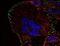 Phosphotyrosine antibody, NB500-335, Novus Biologicals, Immunocytochemistry image 