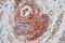 Endoplasmic Reticulum-Golgi Intermediate Compartment 1 antibody, 16108-1-AP, Proteintech Group, Immunohistochemistry frozen image 