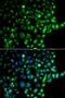 Coenzyme Q3, Methyltransferase antibody, orb248000, Biorbyt, Immunofluorescence image 