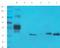 Cold Shock Domain Containing E1 antibody, orb182777, Biorbyt, Western Blot image 