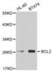 BCL2 antibody, abx000596, Abbexa, Western Blot image 