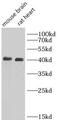 Protein Kinase CAMP-Activated Catalytic Subunit Alpha antibody, FNab06478, FineTest, Western Blot image 