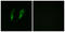 Interleukin 1 Receptor Associated Kinase 3 antibody, LS-C119352, Lifespan Biosciences, Immunofluorescence image 