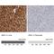 Arginase 1 antibody, NBP1-87455, Novus Biologicals, Immunohistochemistry paraffin image 