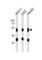 Cathepsin D antibody, abx034917, Abbexa, Western Blot image 