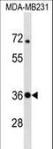 Syntaxin 4 antibody, LS-C157108, Lifespan Biosciences, Western Blot image 