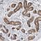Mitochondrial Trans-2-Enoyl-CoA Reductase antibody, HPA028740, Atlas Antibodies, Immunohistochemistry frozen image 