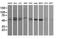 Serine/Threonine Kinase 38 Like antibody, NBP2-45983, Novus Biologicals, Western Blot image 