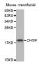 DNA Damage Inducible Transcript 3 antibody, abx000607, Abbexa, Western Blot image 