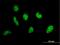 E1A Binding Protein P400 antibody, H00057634-B01P, Novus Biologicals, Immunofluorescence image 