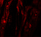 SHQ1, H/ACA Ribonucleoprotein Assembly Factor antibody, 7029, ProSci, Immunofluorescence image 