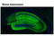 Glutamate Ionotropic Receptor AMPA Type Subunit 1 antibody, 13185S, Cell Signaling Technology, Immunofluorescence image 