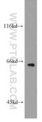 Glycosylphosphatidylinositol Anchor Attachment 1 antibody, 10104-1-AP, Proteintech Group, Western Blot image 