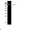 Collagen Type I Alpha 1 Chain antibody, LS-C813388, Lifespan Biosciences, Western Blot image 