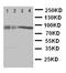 Cullin 3 antibody, LS-C313077, Lifespan Biosciences, Western Blot image 