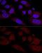 WW Domain Containing Transcription Regulator 1 antibody, GTX64636, GeneTex, Immunofluorescence image 