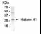 H1 Histone Family Member 0 antibody, XW-7250, ProSci, Western Blot image 