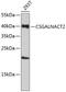 Chondroitin Sulfate N-Acetylgalactosaminyltransferase 2 antibody, 19-481, ProSci, Western Blot image 