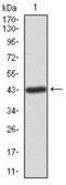 Integrin Linked Kinase antibody, NBP2-37448, Novus Biologicals, Western Blot image 
