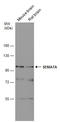 Semaphorin 7A (John Milton Hagen Blood Group) antibody, GTX109395, GeneTex, Western Blot image 