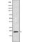 ZNF9 antibody, abx149425, Abbexa, Western Blot image 